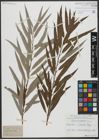 Foto von Salix viminalis L.